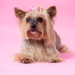 Shooting-1-133 Shooting-1-133