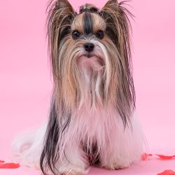 Shooting-1-137 Shooting-1-137